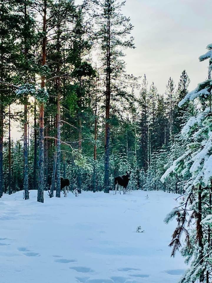 Dyr i vild natur